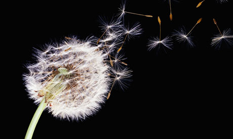 Dandelion-seed