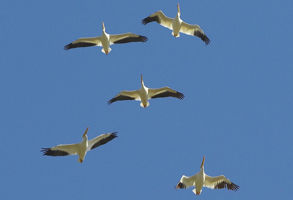 FIVE AMERICAN WHITE PELICANS