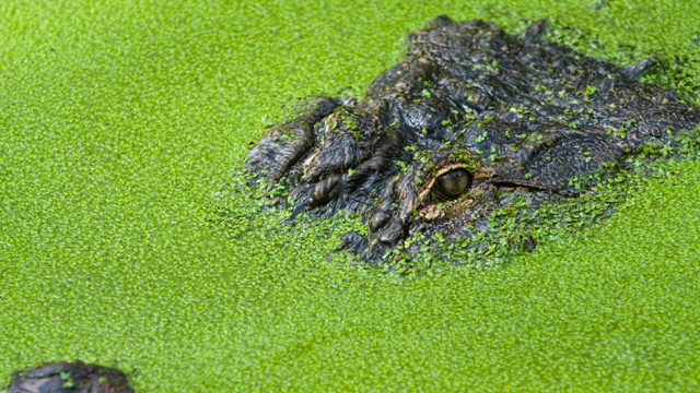 Ebola---Alligator--swamp-jpg