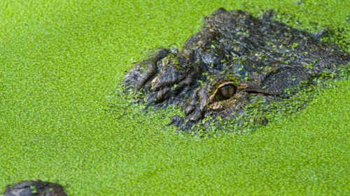 Ebola---Alligator--swamp-jpg