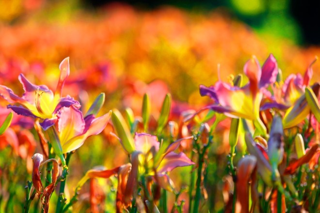 Lilies-Of-The-Field-Cont.