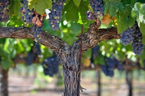 grapes-on-the-vine