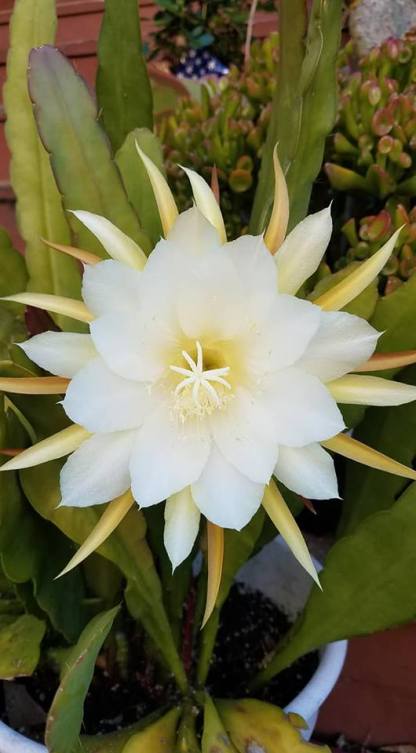 37019449_527409561009732_5927689162135175168_n