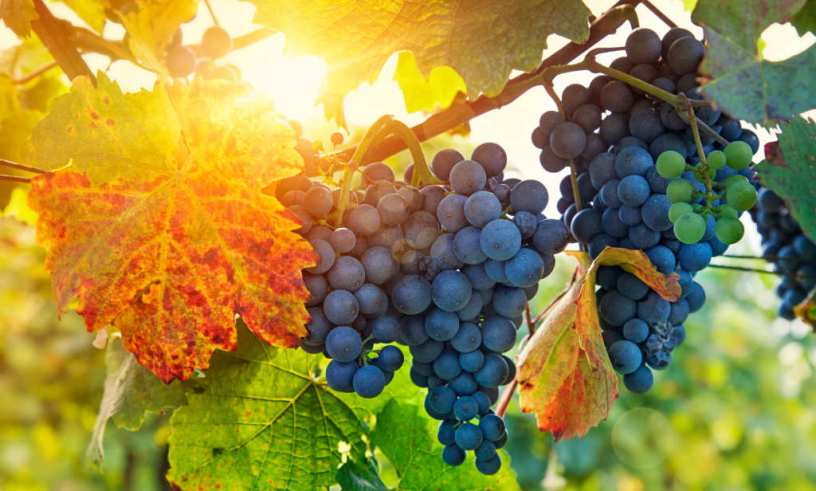 vine-and-branches-light