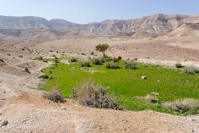 Judean-wilderness-with-grass-tb021107531-bibleplaces