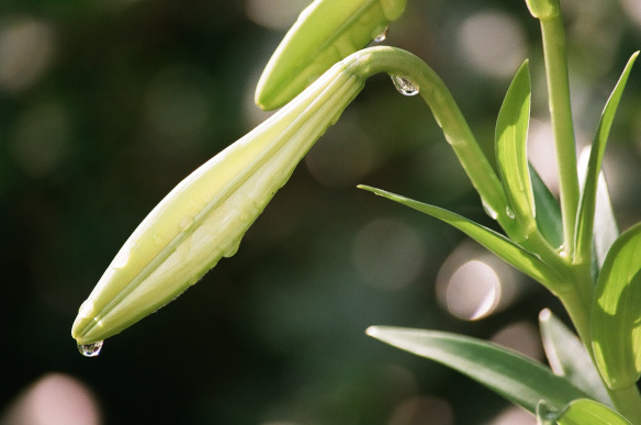 easter-lilly-bud
